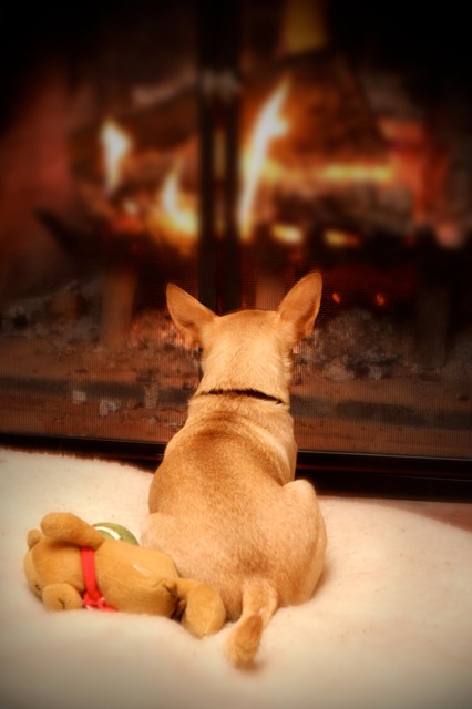 Fergus fireplace Christmas 2010